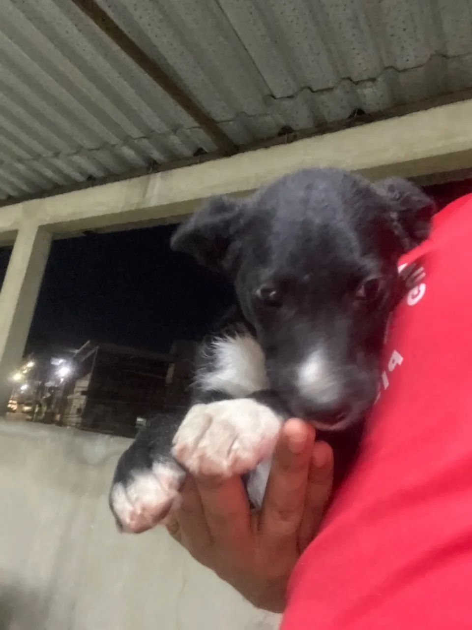 Cachorro - Foto 3