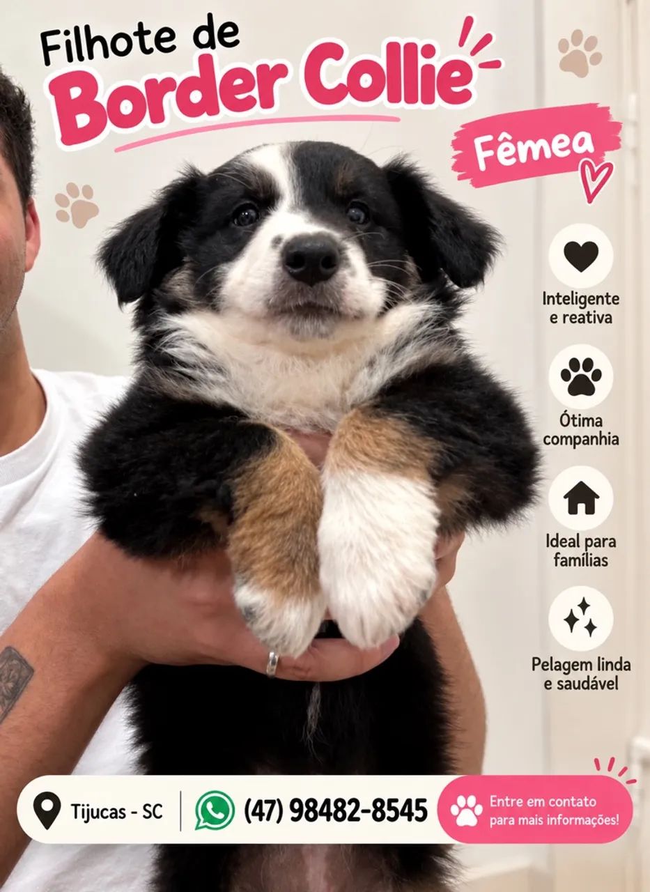 Border collie - Foto 2