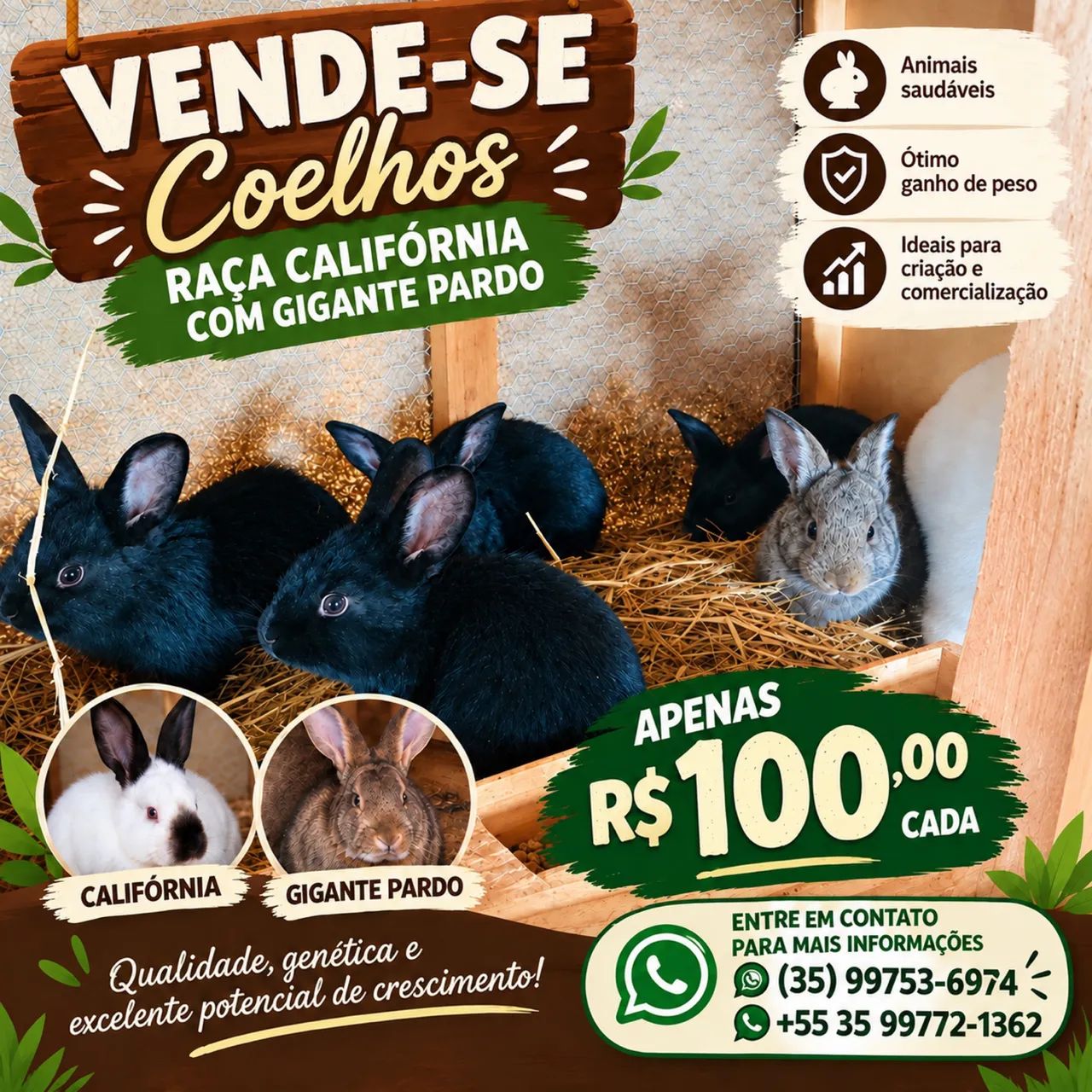 Coelho