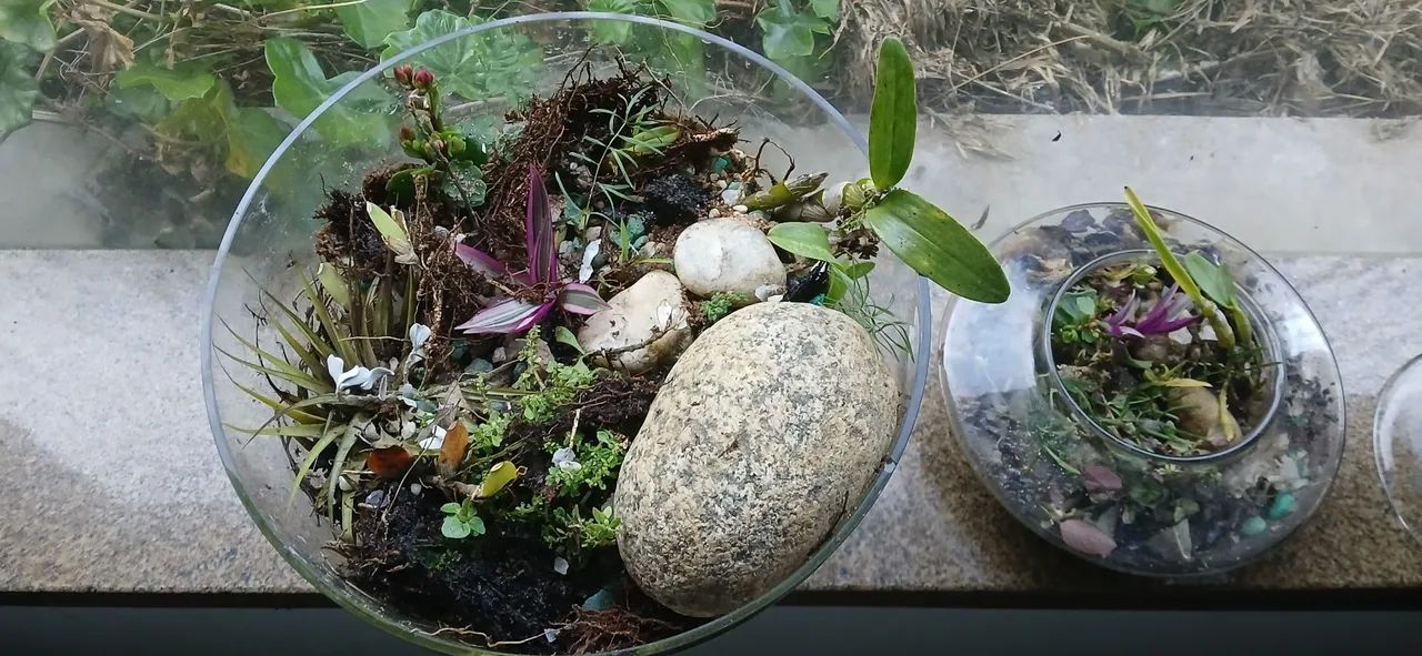 Terrários de plantas. - Foto 4
