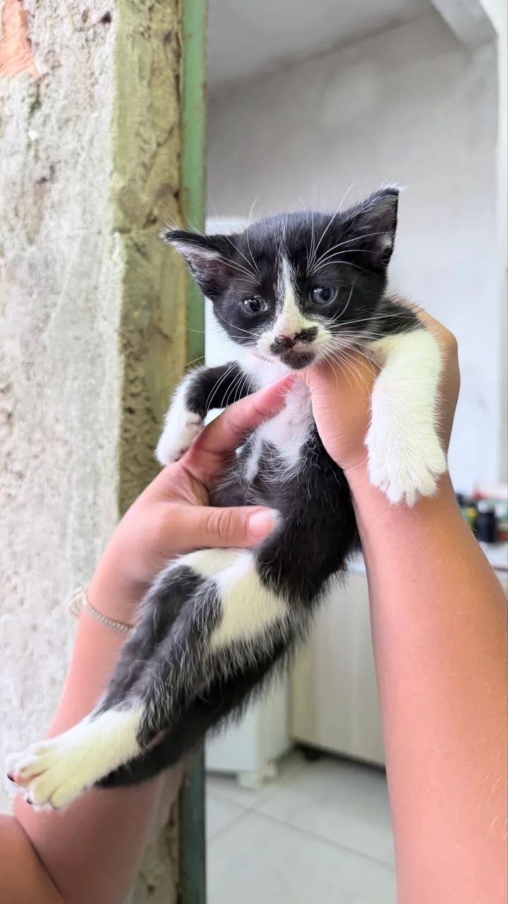 Animal - Foto 4
