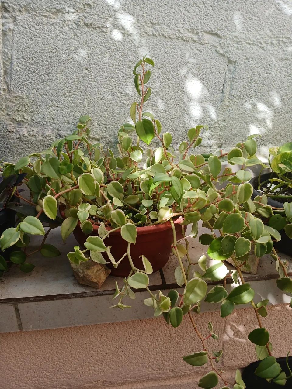 Peperomia - Foto 4
