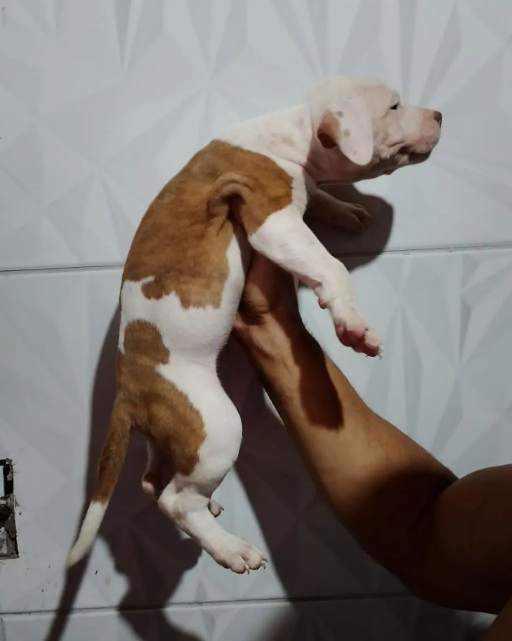 Vendo lindos filhotes de Pitbull com Pit Monster 