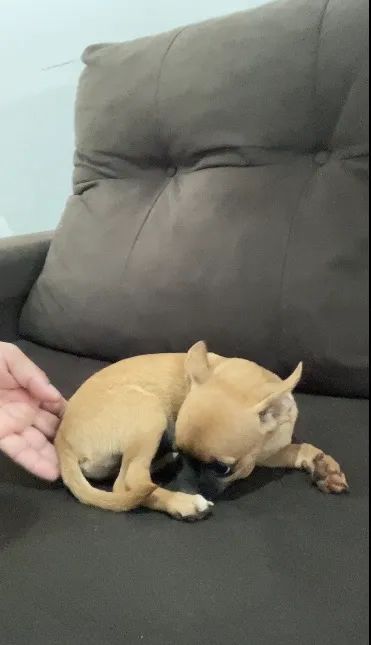Chihuahua  - Foto 5