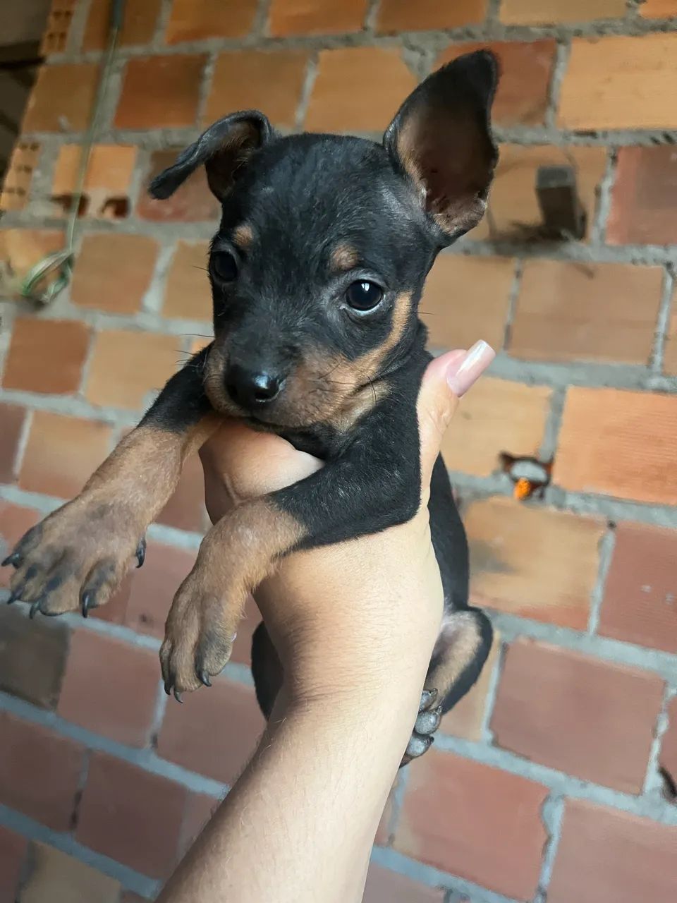 Pinscher  - Foto 2