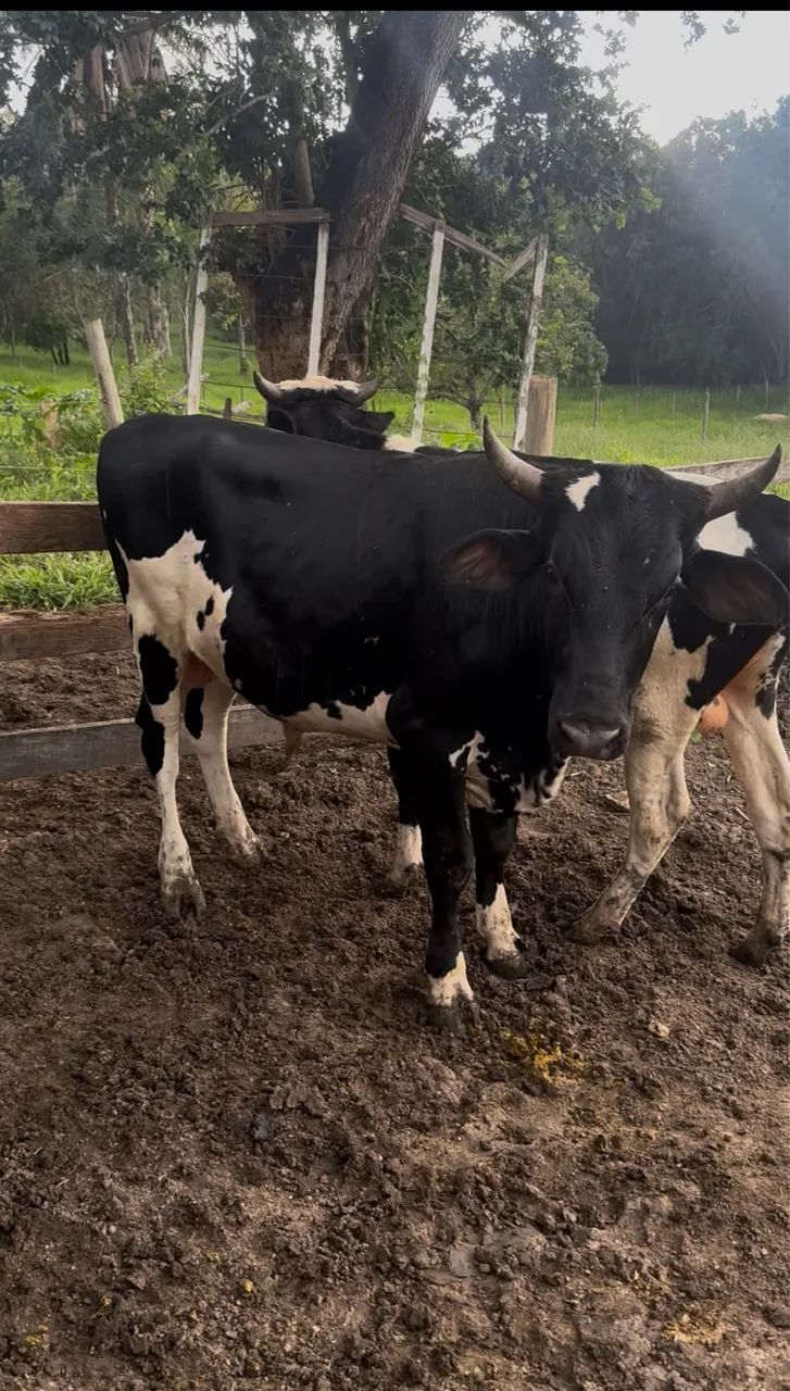 Vendo 2 garrote no jeito pra açougue  - Foto 2