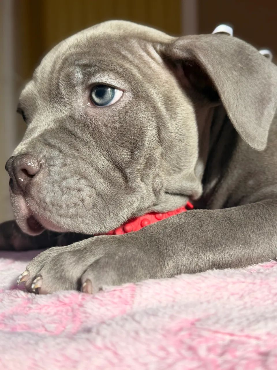 American bully - blue  - Foto 5