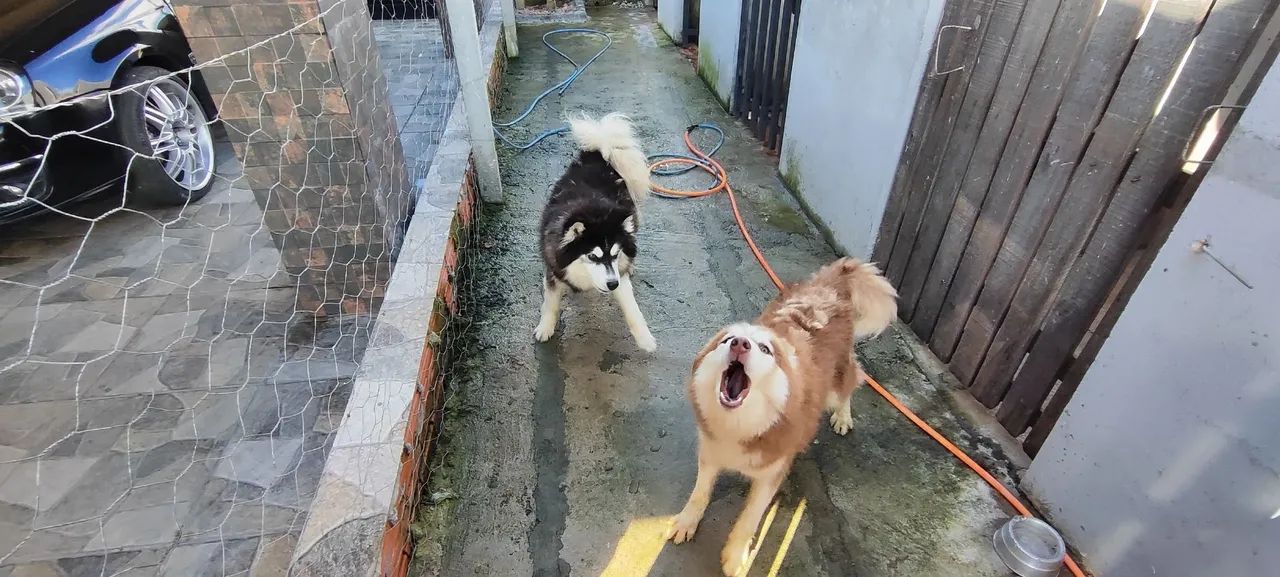 Husky siberiano 