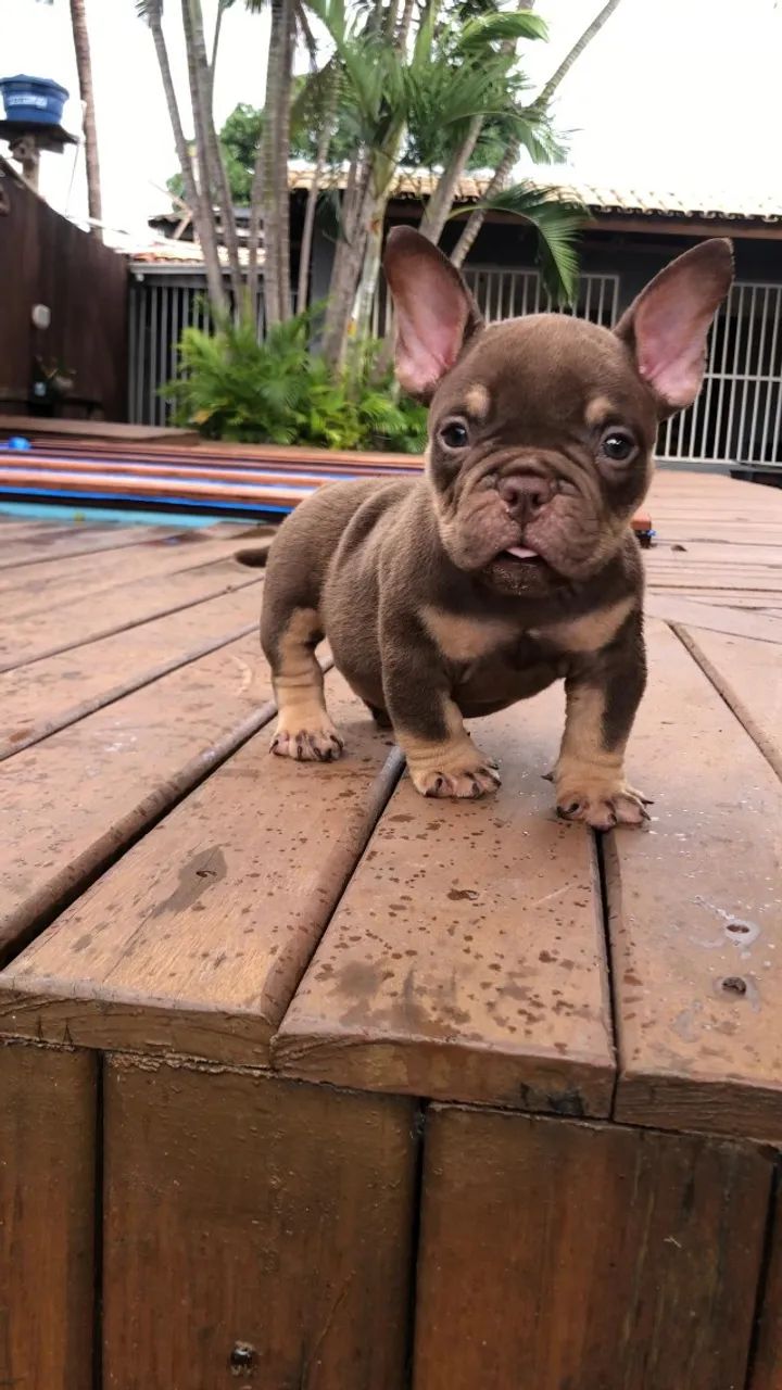 AMERICAN BULLY MACHOS E FÊMEAS - Foto 5