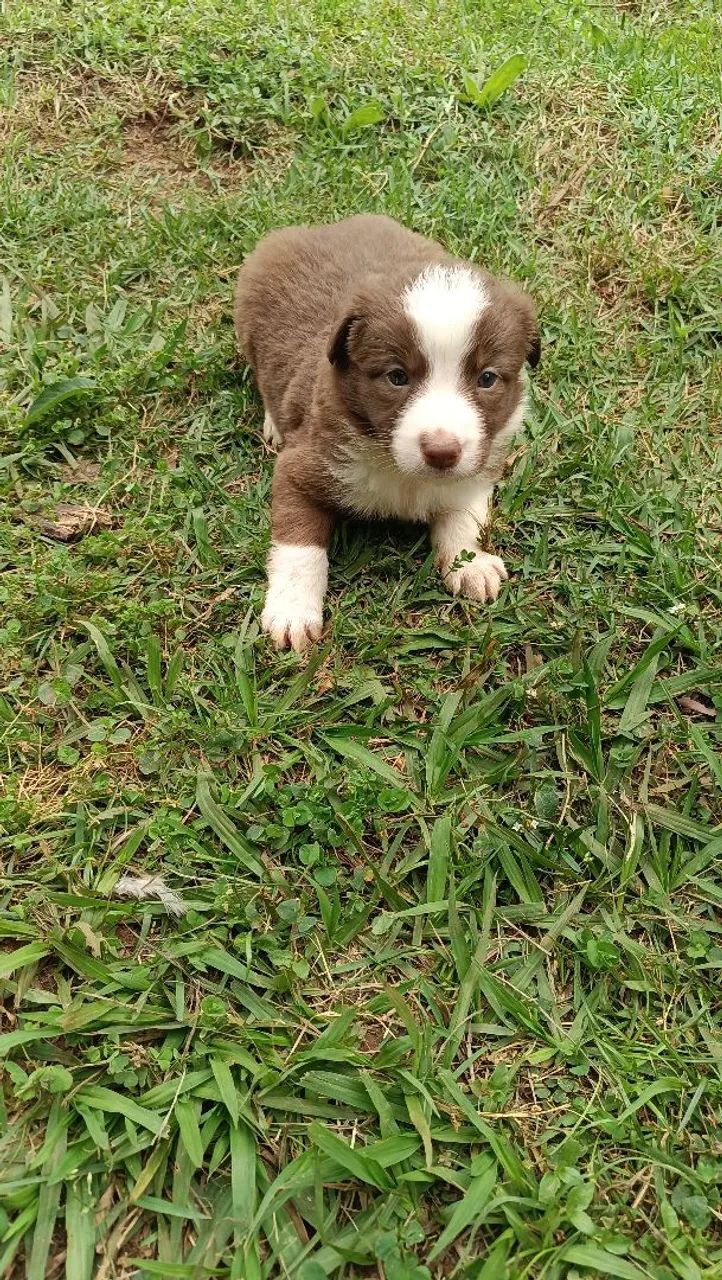 Border collie. Puros 