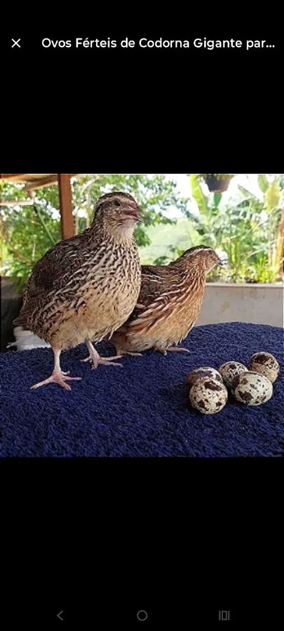 Ovos FÉRTEIS de codornas JAPONICAS 