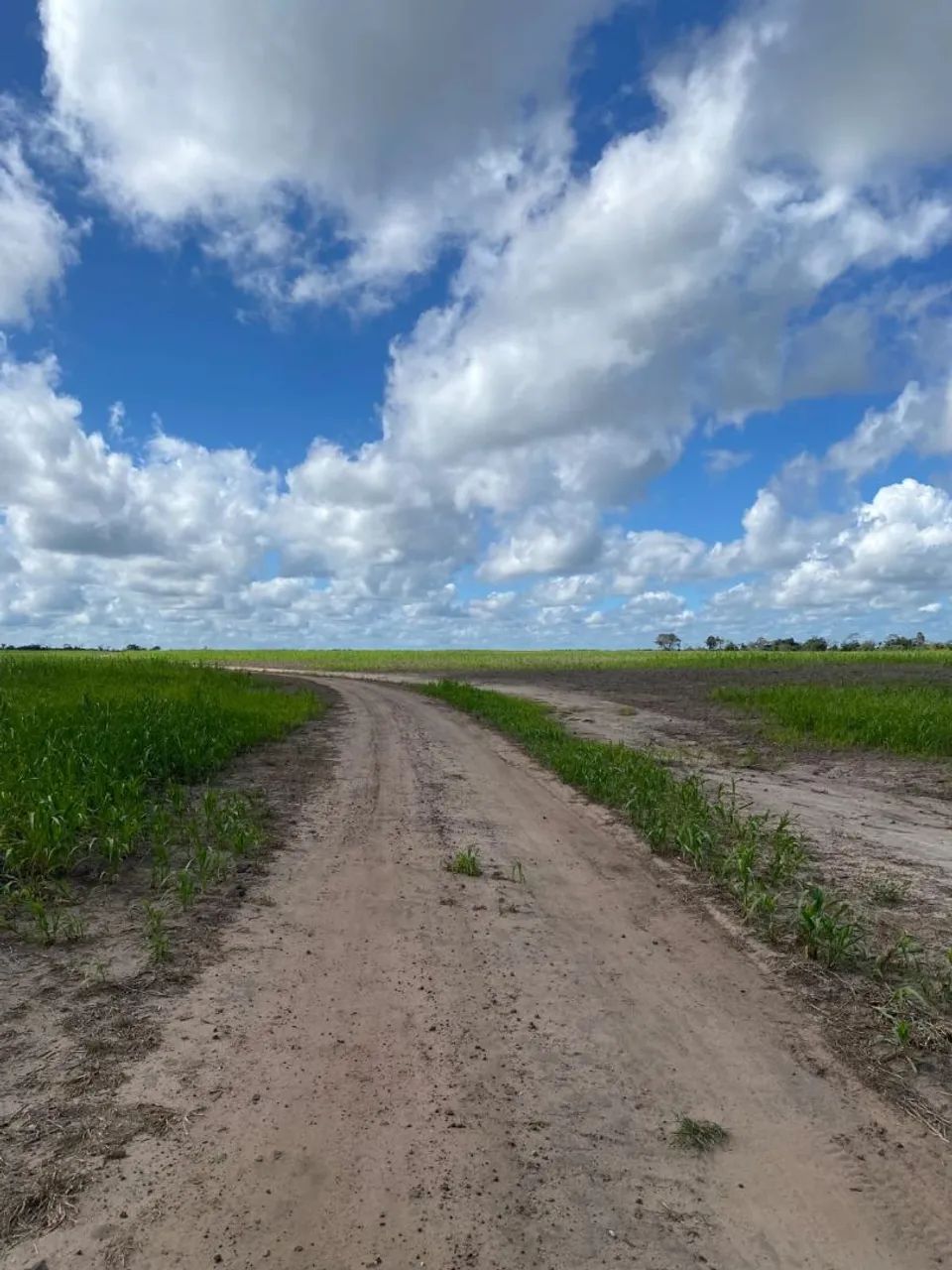 Fazenda 350 hectare a 3km da cidade  - Foto 2