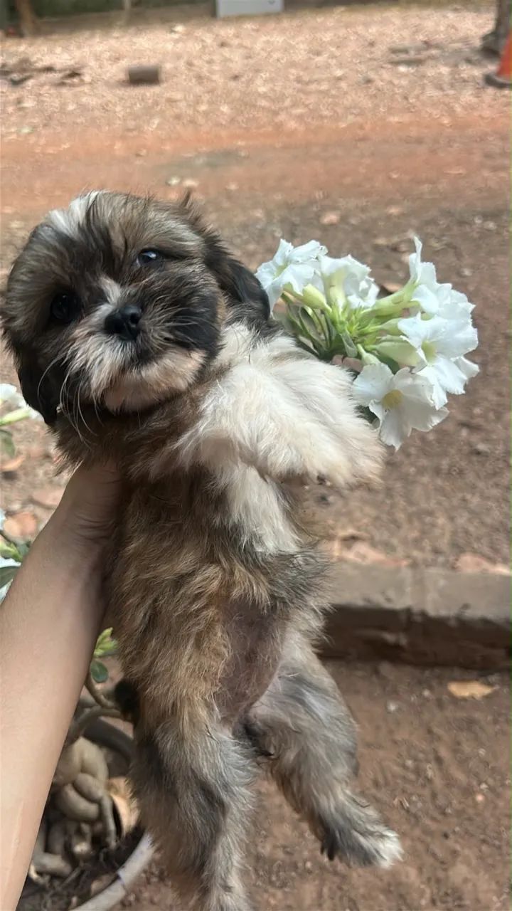 Cachorro shitzu macho e fêmea  - Foto 2