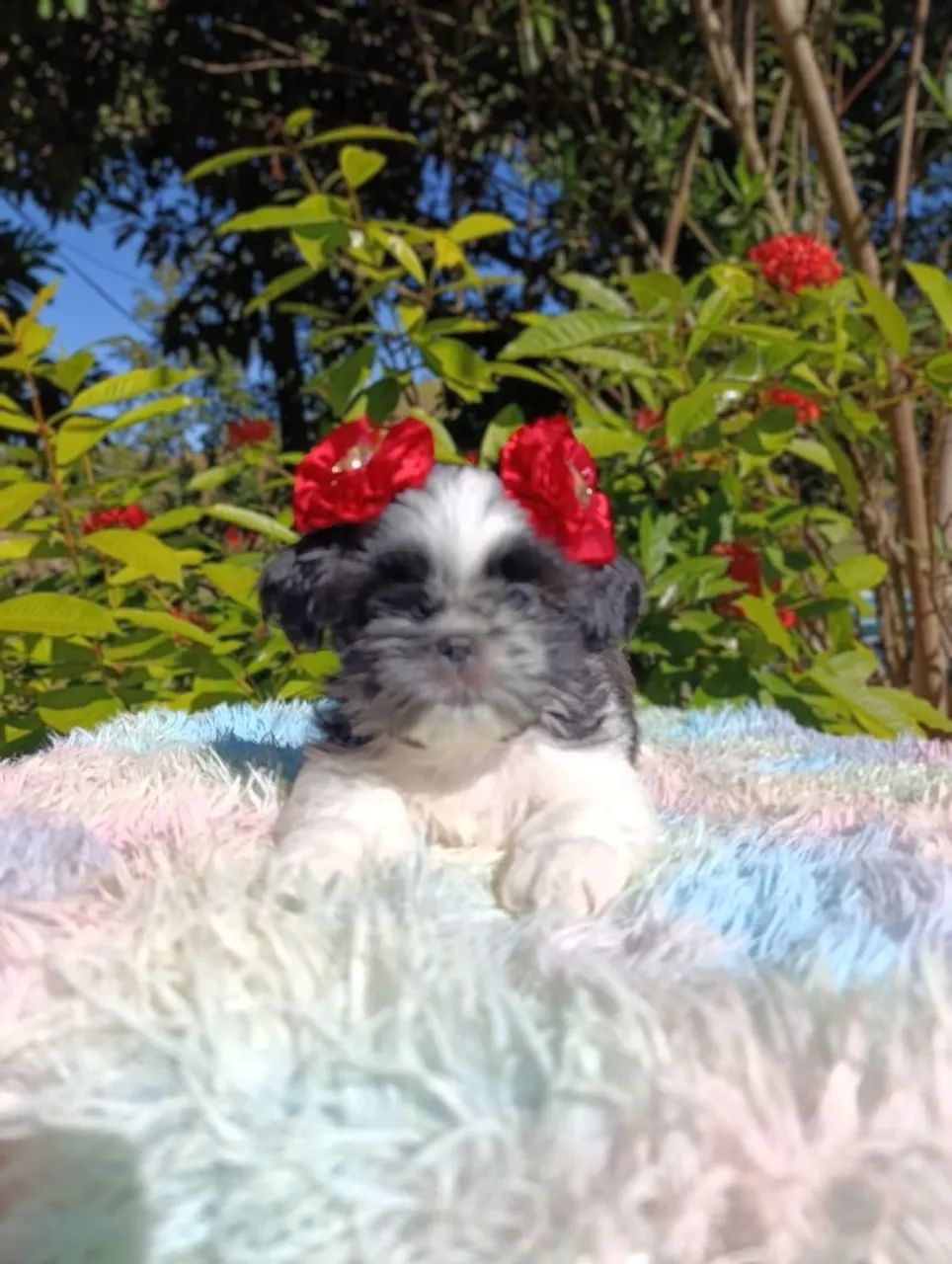 Shihtzu  - Foto 4
