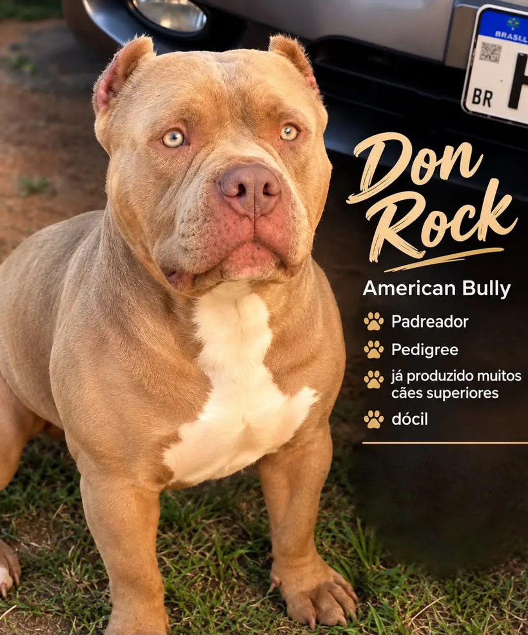 VENDA AMERICAN BULLY 