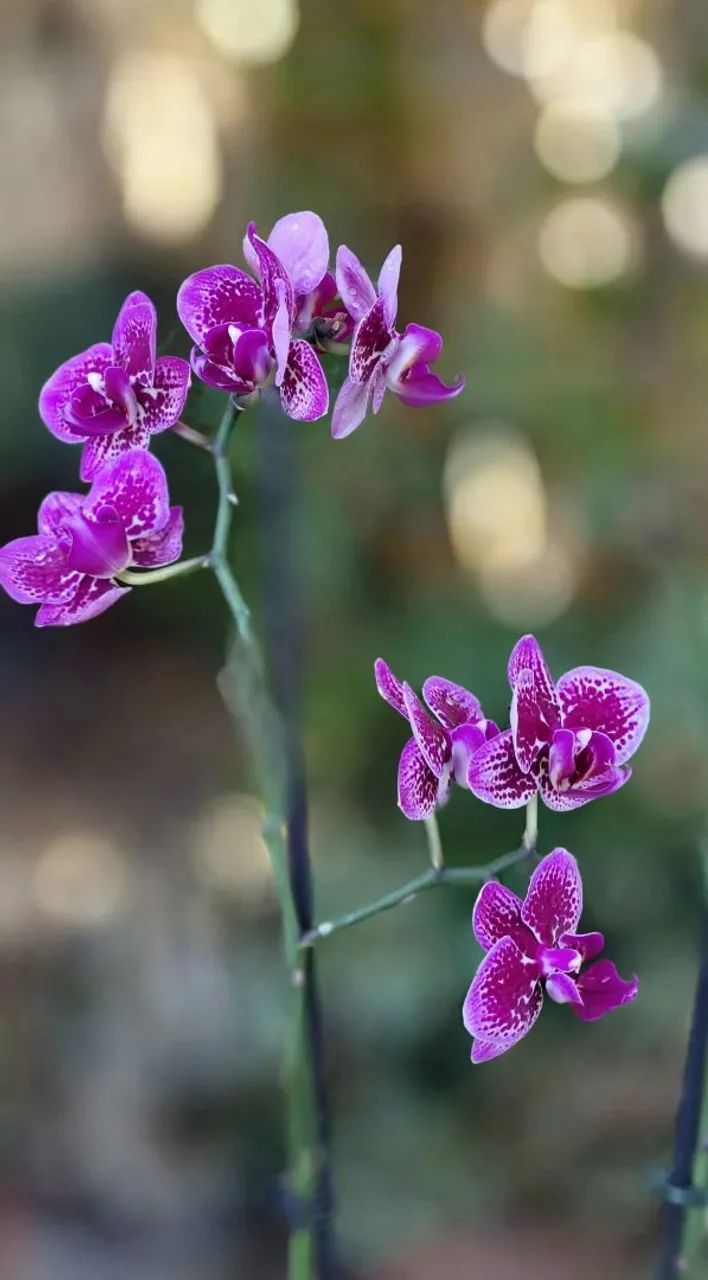 Mini orquídeas roxa