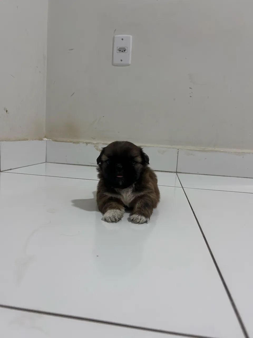 Shitzu mini macho