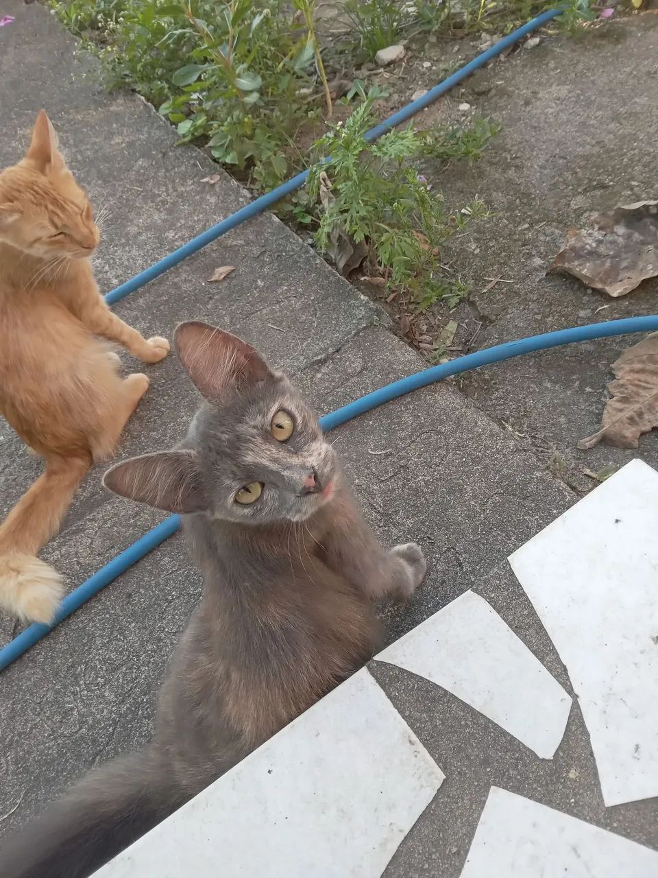 Doação de gatinhos  - Foto 4