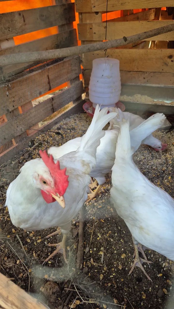 GALOS LEGHORN - Foto 3