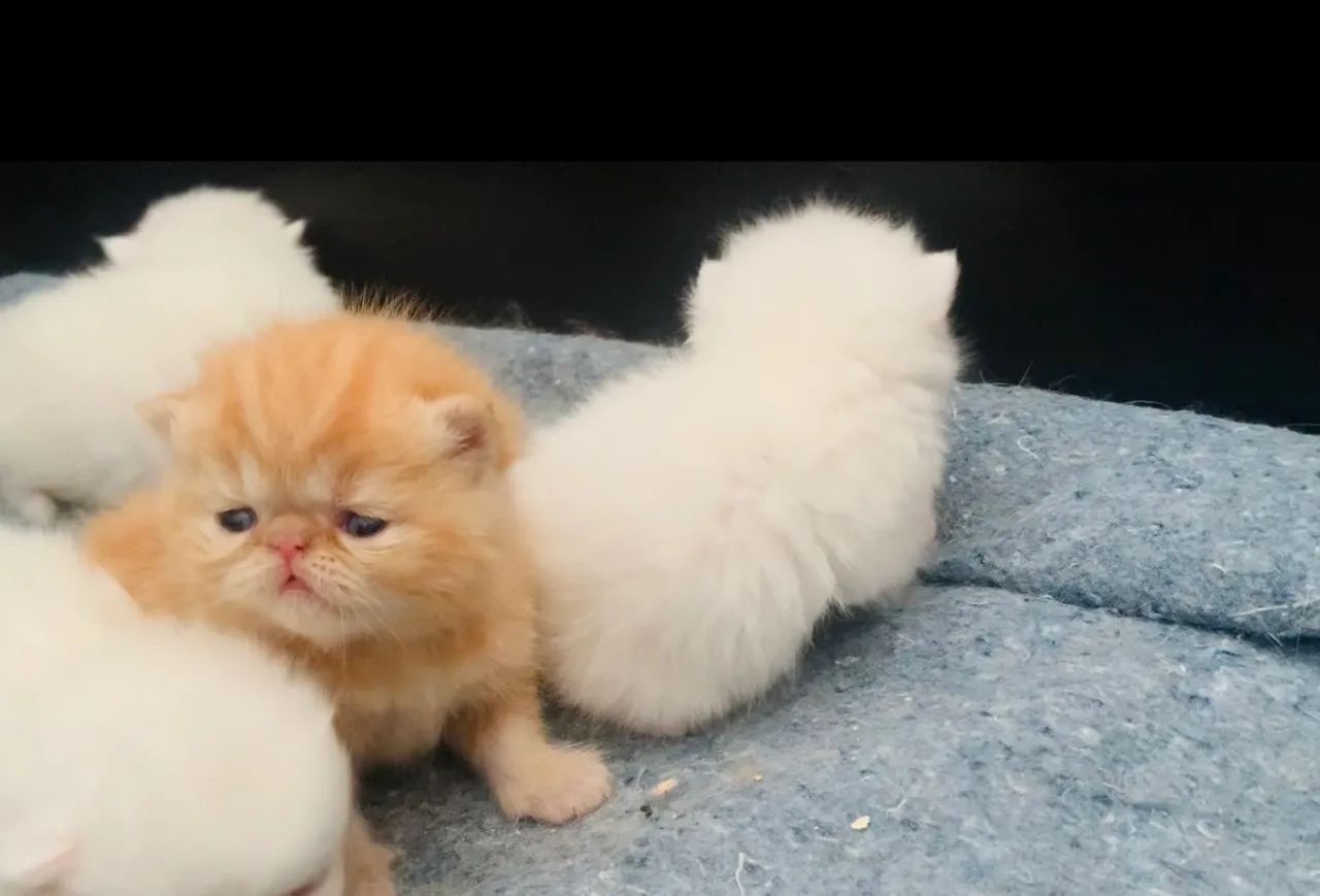 Filhotes de gato persa exótico show disponíveis para reserva - Foto 2