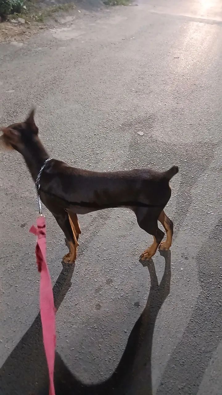 Doberman 5 meses