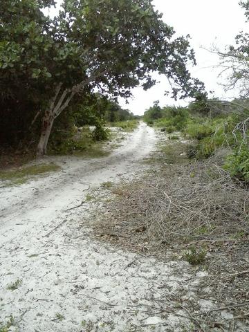 Jenipapo 840.000m2 pasto e floresta nativa - Foto 10
