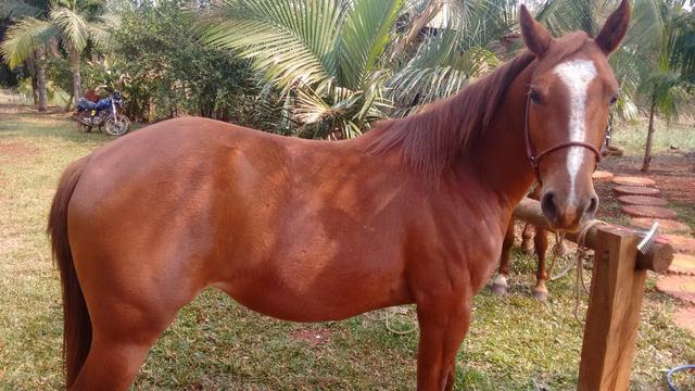 Vendo potranca - Foto 2