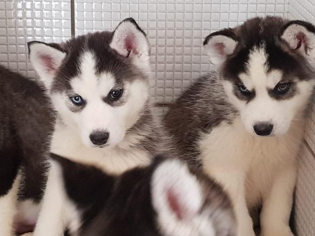 Husky Siberiano Com Super Desconto