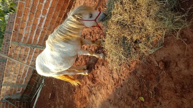 Ponei