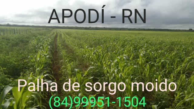 Silagem de Sorgo - Apodí