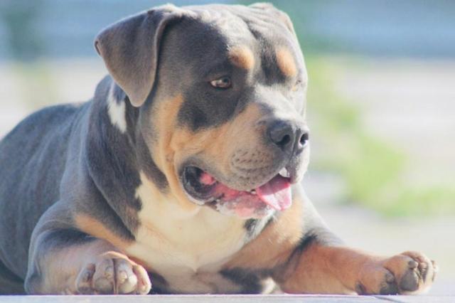 Filhotes de American Bully - Foto 2