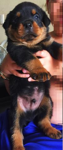 Filhote rottweiler macho - Foto 3