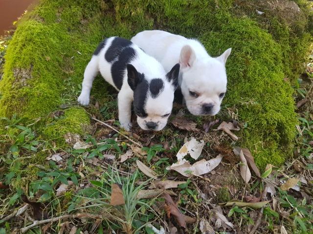 Lindos Filhotes de Bulldog - Foto 3