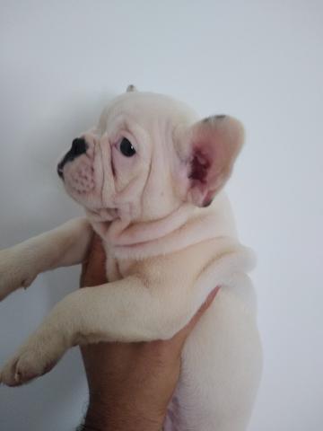 Promoção Bulldog Francês 2.000