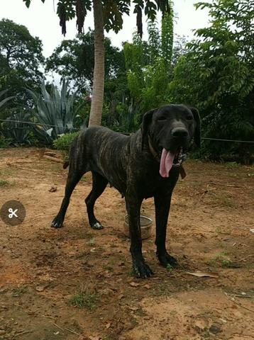 Fila brasileiro - Foto 4