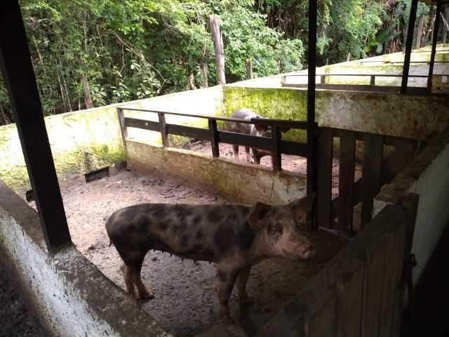 R$ 150 mil reais sitio com 3 hectares , escriturado a 23 km de Castanhal - Foto 18