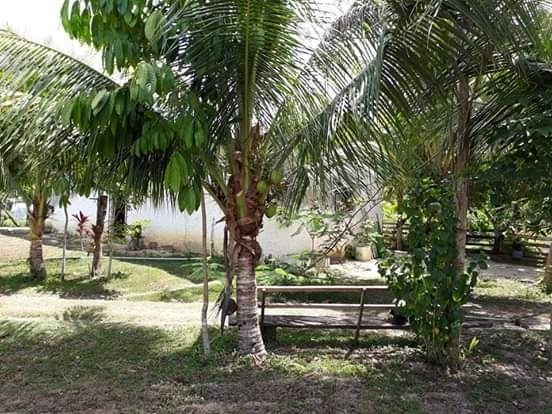 R$ 150 mil reais sitio com 3 hectares , escriturado a 23 km de Castanhal - Foto 16