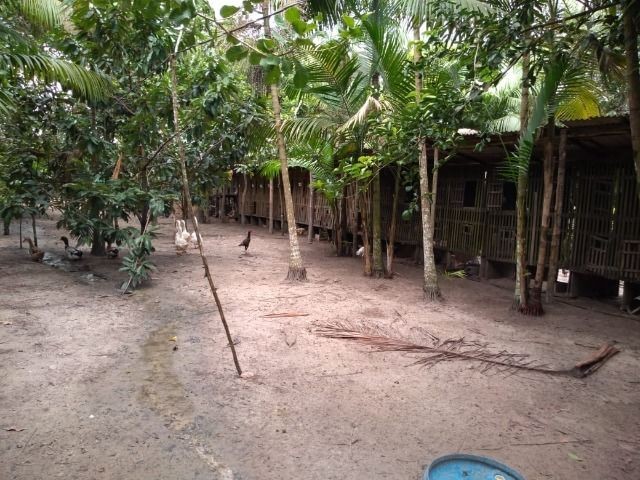 R$ 150 mil reais sitio com 3 hectares , escriturado a 23 km de Castanhal - Foto 17