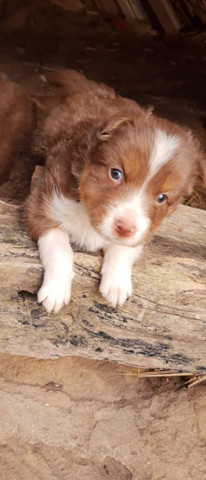 Border collie marro macho - Foto 3