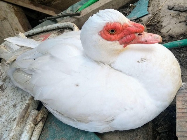 (FIOTES) PATO alemão - Foto 3