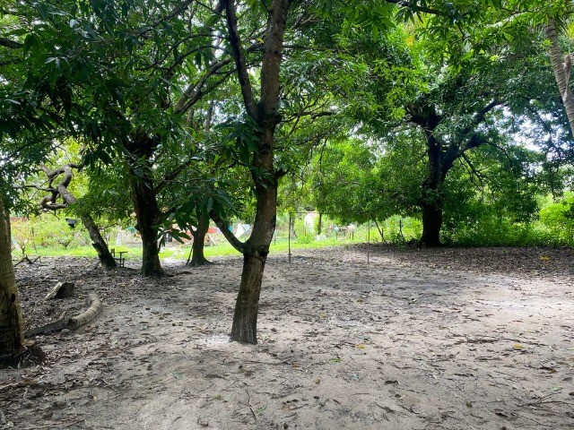 Sitio na avenida principal do timbuba, 25 x 100 , casa simples rua asfaltada - Foto 7