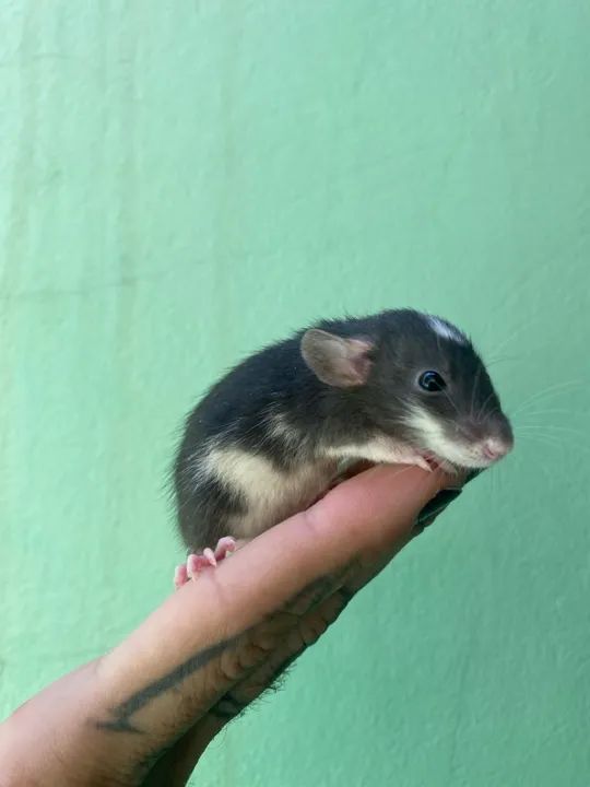 Ratinhos mercol/twister Dumbo, p/ PET  - Foto 6