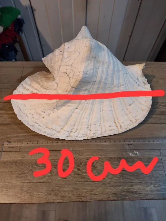 Concha do mar gigante - Foto 4