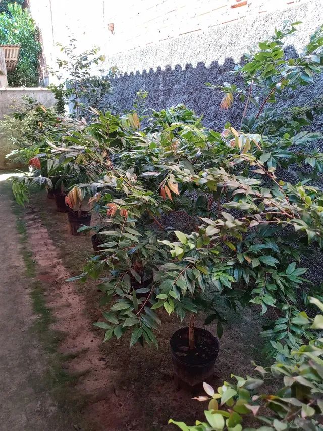 Jabuticaba branca..... - Foto 6