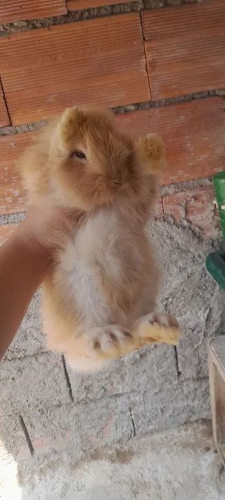 Coelhinho mini lion - Foto 4