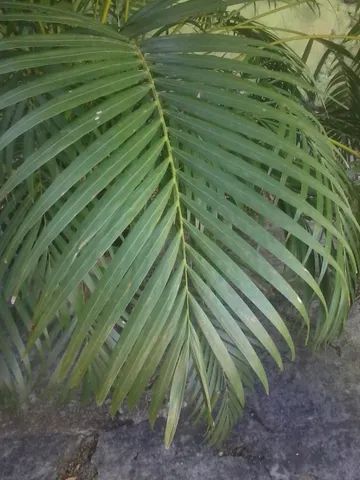 vendo  coquerinho de jardim - Foto 4