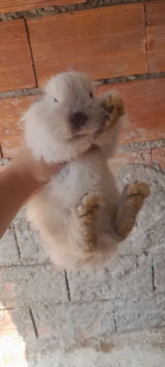 Coelhinho mini lion - Foto 5