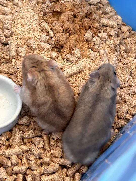 Doação hamster anão russo  - Foto 4