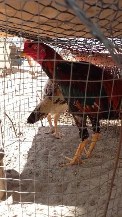 Casal de raça - Foto 5