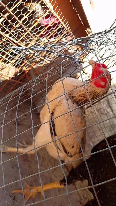 Casal de raça - Foto 2